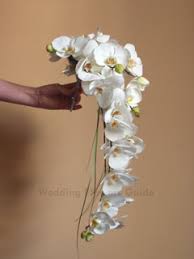 moth orchid
