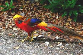 colorful birds photos
