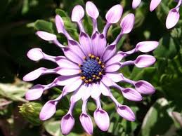african daisy