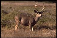 animals of the western us