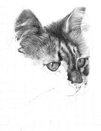 drawings of cats