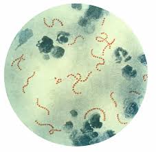 streptococcus organism