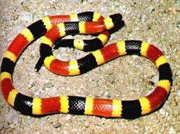 snake pictures
