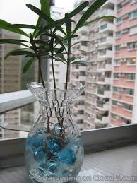 crystal soil for plants