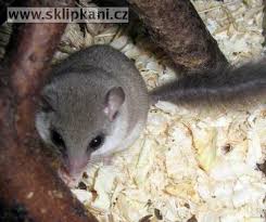 graphiurus murinus