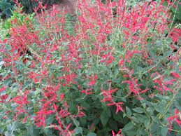 sage pineapple