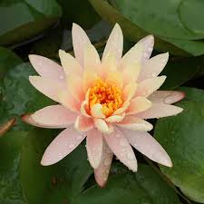 water lily lotus flower