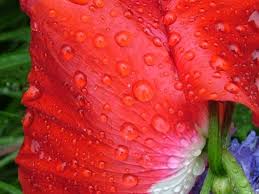 red poppies
