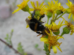 senecio jacobaea