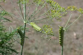 swallowtail caterpillars