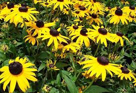 coneflower plants