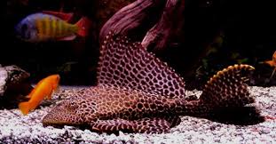 plecostomus types