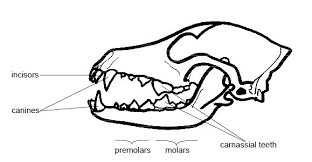 anatomy and physiology skeleton