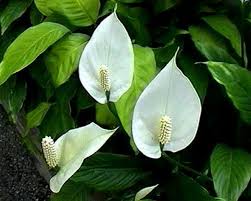 plante interieur
