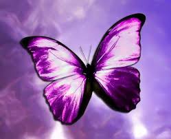 purple butterfly photos