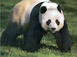 panda bears pictures