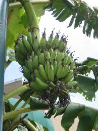pictures banana trees