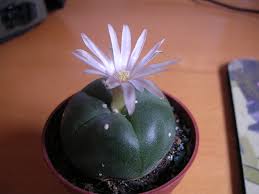 grow peyote