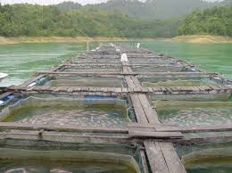 cage aquaculture