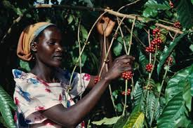 coffee uganda