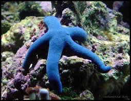 starfish
