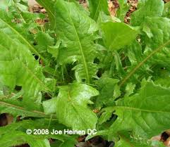 chicory plants