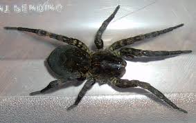 wolf spider species