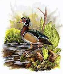 gambar bebek