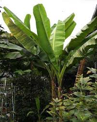 pictures banana trees