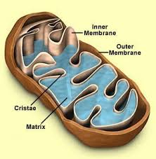 mitochondria