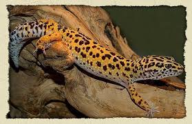 leopard gecko lizards