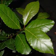 bay laurel leaves