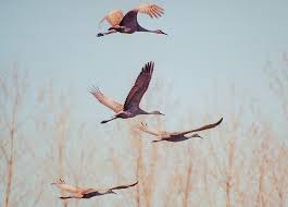 cranes flying