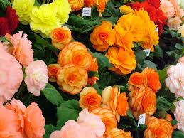 flower display