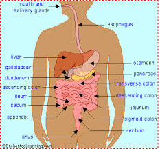 picture of the digestive system
