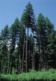 pictures douglas fir trees