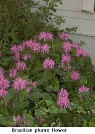 deep shade plants