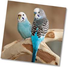 parakeet care