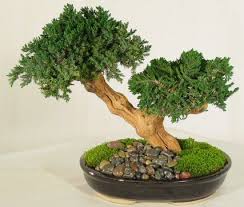 bonsai plants
