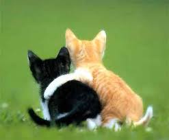 cute cat pictures