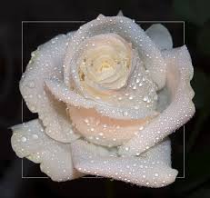 white rose flower