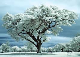 white christmas tree
