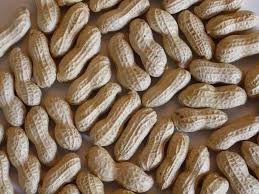 groundnut