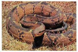 Bushmaster