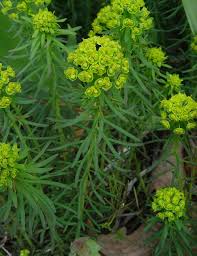 euphorbia