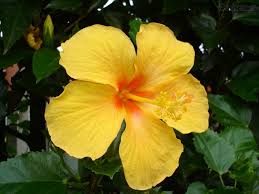 amarelo