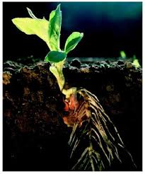 roots of plants