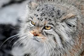 mean kitty