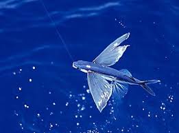 fish video