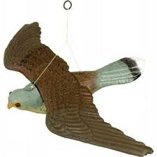 birds scare